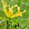 10 YELLOW GLORIOSA LILY Flame Lily Gloriosa Lutea Flower Vine Seeds