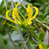 10 YELLOW GLORIOSA LILY Flame Lily Gloriosa Lutea Flower Vine Seeds