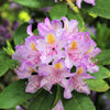 40 CAROLINA RHODODENDRON Carolinianum Dwarf Azalea Pink Purple Flower Shrub Seeds