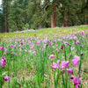 20 GRASSWIDOW Purple-Eyed Grass Sisyrinchium Inflatum syn. Olsynium Douglasii Grass Widows Reddish Purple Ornamental Grass Flower Seeds