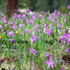 20 GRASSWIDOW Purple-Eyed Grass Sisyrinchium Inflatum syn. Olsynium Douglasii Grass Widows Reddish Purple Ornamental Grass Flower Seeds