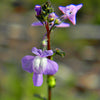 Blue Toadflax Seeds – Linaria Canadensis Antirrhinum Canadian Flower – photo 4