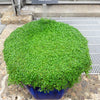 20 CORSICAN MINT Mentha Requienii Herb Fragrant Ground Cover Flower Seeds