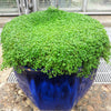 1000 Bulk CORSICAN MINT Mentha Requienii Herb Fragrant Ground Cover Flower Seeds