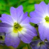 50 BROWALLIA Americana Amethyst Flower Bush Violet Blue Purple Flower Seeds
