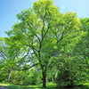 10 Thornless HONEYLOCUST Gleditsia Triacanthos Inermis Imperial Honey Locust Golden Yellow Tree Seeds