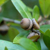 5 LAUREL OAK TREE Quercus Hemisphaerica Native aka Darlington Coastal & Sand Laurel Oak Seeds