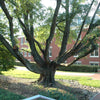5 LAUREL OAK TREE Quercus Hemisphaerica Native aka Darlington Coastal & Sand Laurel Oak Seeds