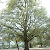 5 LAUREL OAK TREE Quercus Hemisphaerica Native aka Darlington Coastal & Sand Laurel Oak Seeds