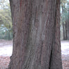 5 LAUREL OAK TREE Quercus Hemisphaerica Native aka Darlington Coastal & Sand Laurel Oak Seeds