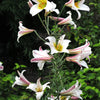 10 REGAL TRUMPET LILY aka Royal / King's Lilium Regale White Pink Yellow Flower Seeds