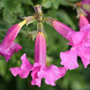 10 Cheron PINK HARDY GLOXINIA Incarvillea Delavayi Flower Seeds