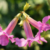 10 Cheron PINK HARDY GLOXINIA Incarvillea Delavayi Flower Seeds