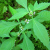 20 WATER HOREHOUND Lycopus Americanus American Bugleweed Herb Flower Seeds
