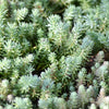 50 BLUE SPRUCE SEDUM Reflexum Succulent Jenny's Stonecrop Goldmoss Yellow Flower Seeds