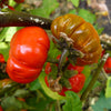 25 RUFFLED RED EGGPLANT Pumpkin On A Stick Edible & Ornamental Solanum Melongena Seeds