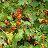 25 RUFFLED RED EGGPLANT Pumpkin On A Stick Edible & Ornamental Solanum Melongena Seeds