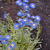 500 BLUE FLEABANE DAISY (Dainty Daisy / Aspen Fleabane / Oregon Fleabane) Erigeron Speciosus Flower Seeds