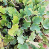 1200 Prairie Alumroot CORAL BELLS / HEUCHERA Richardsonii Shade Flower Seeds
