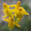 10 GOLDEN EARDROPS Dicentra Chrysantha Yellow Bleeding Heart Shade Flower Seeds