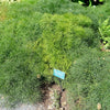 15 GIANT FENNEL Ferula Communis Gigantea Yellow Flower Herb Seeds