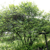 5 HARDY ORANGE TREE Trifoliate Citrus Trifoliata Poncirus Fruit White Flower Seeds