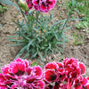 50 PICOTEE MIX CARNATION Dianthus Caryophyllus Double Bicolor Striped Flower Seeds