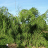 10 MEXICAN WEEPING BAMBOO Otatea Acuminata Rare Seeds