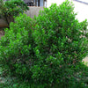 40 Mixed Colors FLORIDA HOPBUSH Dodonaea Viscosa Hawaiian Hopseed Flower Shrub Seeds