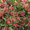 40 Mixed Colors FLORIDA HOPBUSH Dodonaea Viscosa Hawaiian Hopseed Flower Shrub Seeds