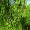 10 MEXICAN WEEPING BAMBOO Otatea Acuminata Rare Seeds