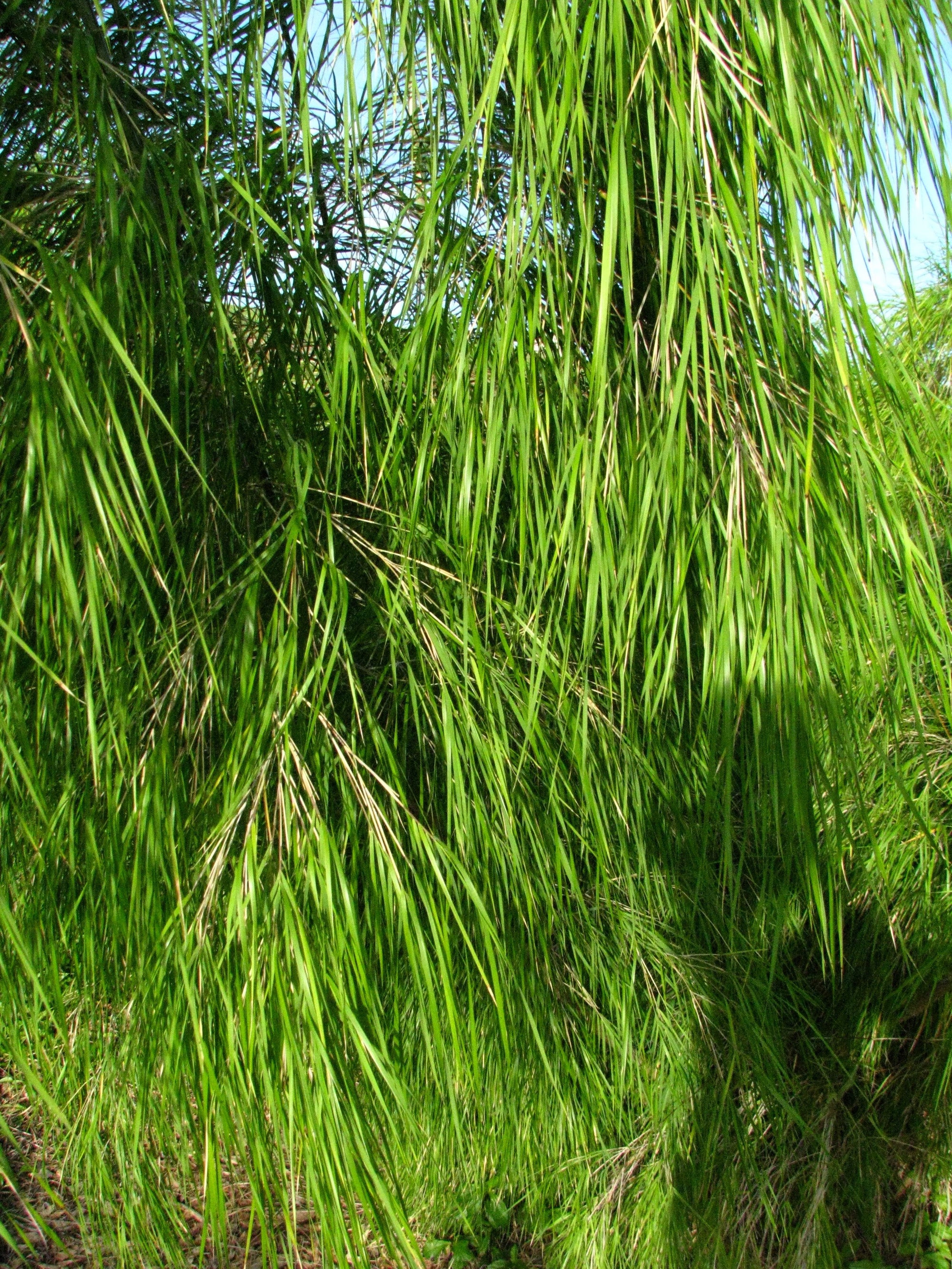10 MEXICAN WEEPING BAMBOO Otatea Acuminata Rare Seeds