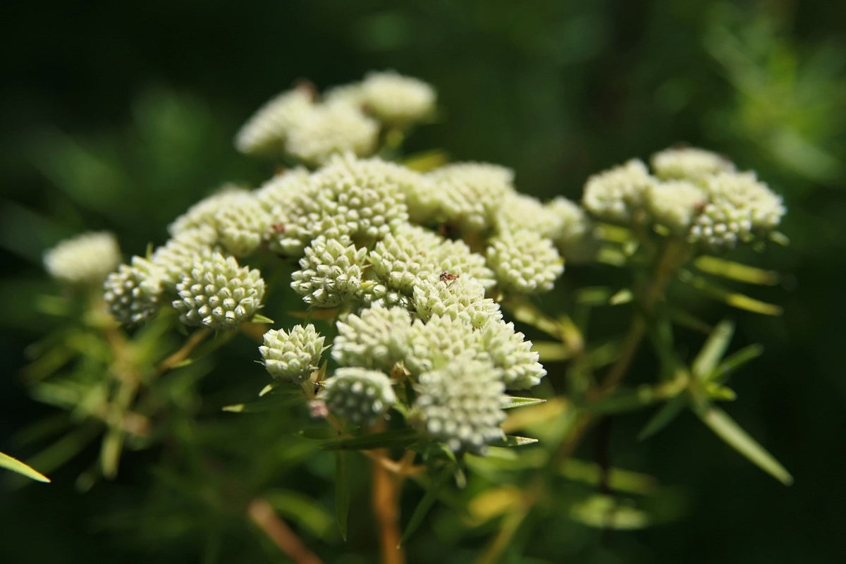 White Worled (Horesetail) Milkweed Asclepias Verticillata Flower Seeds – photo 12