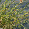 10 CORKSCREW RUSH Spiral Grass Juncus Effusus Spiralis Wetland Pond Seeds
