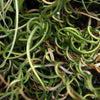 10 CORKSCREW RUSH Spiral Grass Juncus Effusus Spiralis Wetland Pond Seeds