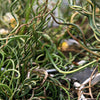 10 CORKSCREW RUSH Spiral Grass Juncus Effusus Spiralis Wetland Pond Seeds