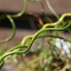 10 CORKSCREW RUSH Spiral Grass Juncus Effusus Spiralis Wetland Pond Seeds