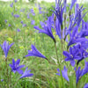 10 BLUE SIBERIAN LILY Mountain Ixia Altai Ixiolirion Tataricum Flower Seeds