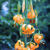 20 COLUMBIAN TIGER LILY Oregon Lily Lilium Columbianum syn. Canadense Parviflorum Orange Maroon Spotted Native Flower Seeds