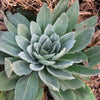 100 WHITE BLUSH VERBASCUM Blattaria Albiflorum Moth Mullein Flower Seeds