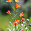 15 WESTERN HYBRIDS LILY Tiger, Leopard, Lemon, Alpine, Kellogg - Mixed Colors Pink, Red, Yellow, Orange - Native Lilium Flower Seeds