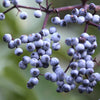 50 BLUE ELDERBERRY Sambucus Cerulea Arizona Blue Elder Tree Shrub Fruit Berry Seeds