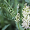 50 AMERICAN LICORICE Glycyrrhiza Lepidota aka Wild Licorice Native Herb White Flower Seeds