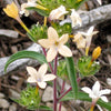 100 LARGE FLOWERED PHLOX Collomia Grandiflora Flower Seeds
