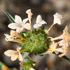 100 LARGE FLOWERED PHLOX Collomia Grandiflora Flower Seeds