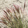 300 Bottlebrush SQUIRRELTAIL RYE GRASS Elymus Elymoides syn Sitanion Hystrix Red Plume Squirrel Tail Ornamental Seeds