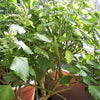 10 Java INDIAN PATCHOULI Pogostemon Heyneanus Herb Shrub Flower Fragrant Patchouly Seeds