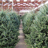 Grow Your Own CHRISTMAS TREE - Balsam Fir ( Abies Balsamea ) Gift Packet of Tree Seeds