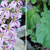 Bridal Wreath Seeds – White & Pink Francoa Appendiculata Flower Seeds for Part Shade – photo 2