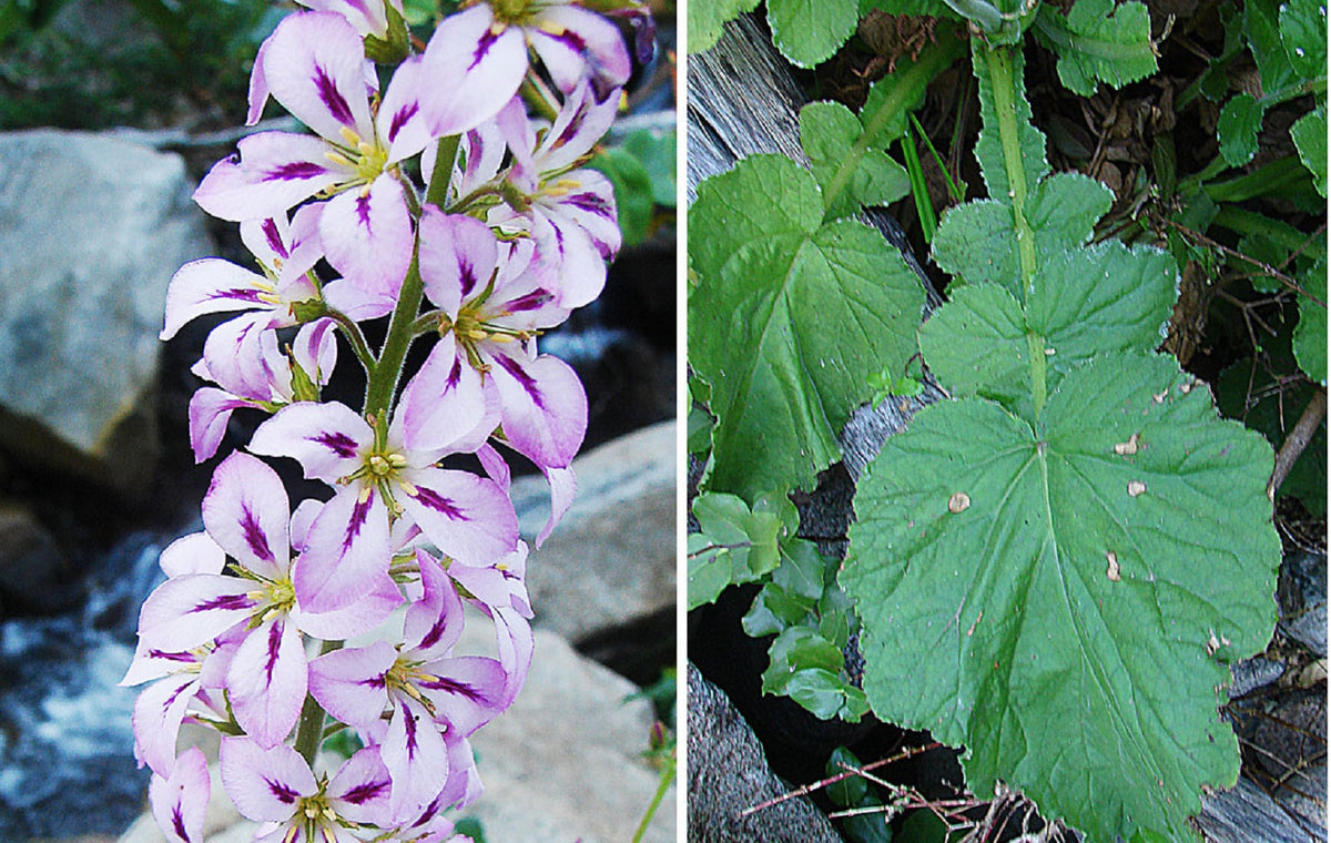 Bridal Wreath Seeds – White & Pink Francoa Appendiculata Flower Seeds for Part Shade – photo 2